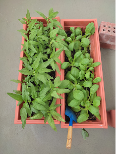 Gardening